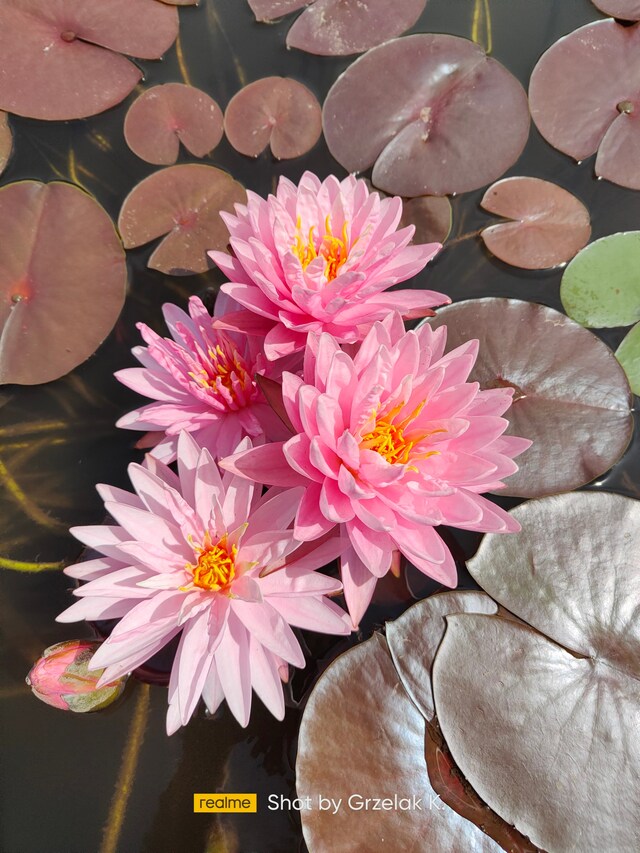 piękne różowe kwiaty lili wodnej edina
